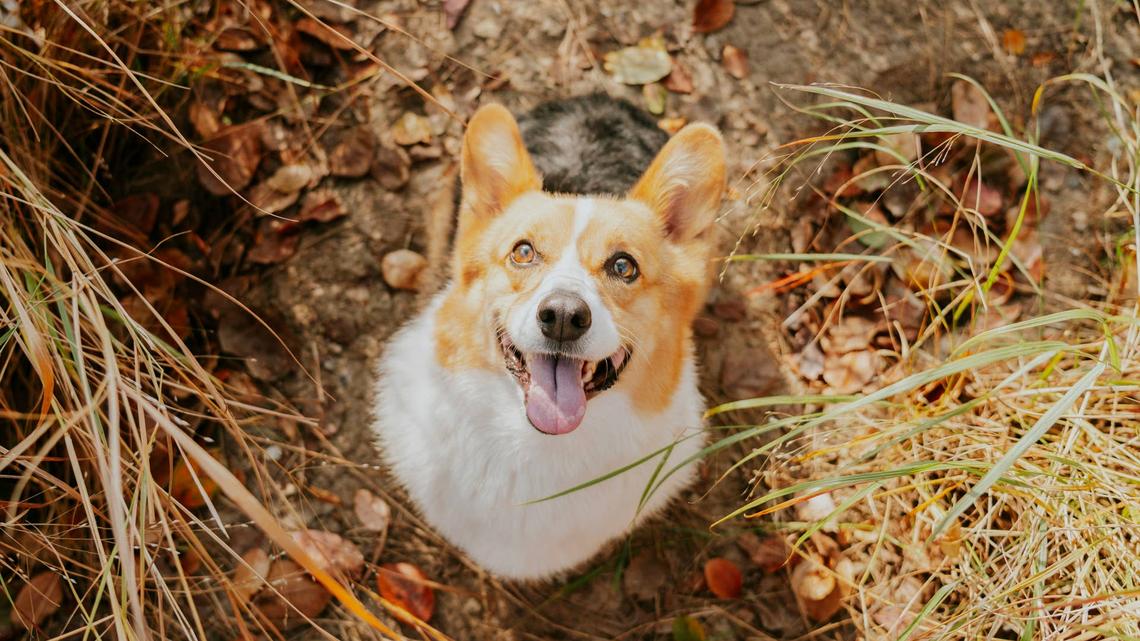 Corgi's Happy Howls After Pup Brother's Passing Have Everyone Emotional 