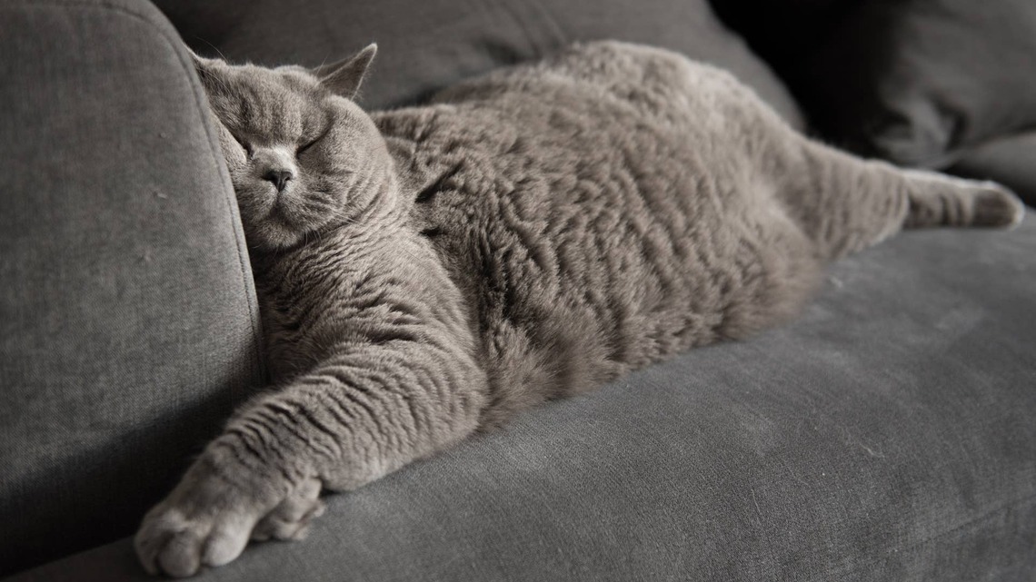 British Shorthair Cat Proves Waking up to Someone Who Loves You Is the Best Feeling 