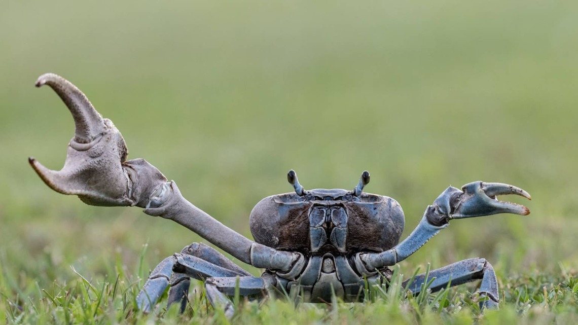 Cat's Best Friend Isn't Another Cat-It's a Pet Crab 