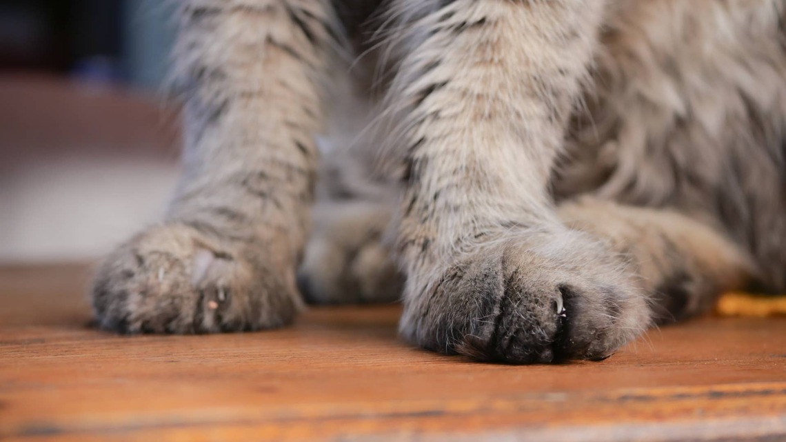 Adorable Trio of Maine Coon Kittens Is Basically the Fluffy Baby ‘Sanderson Sisters' 