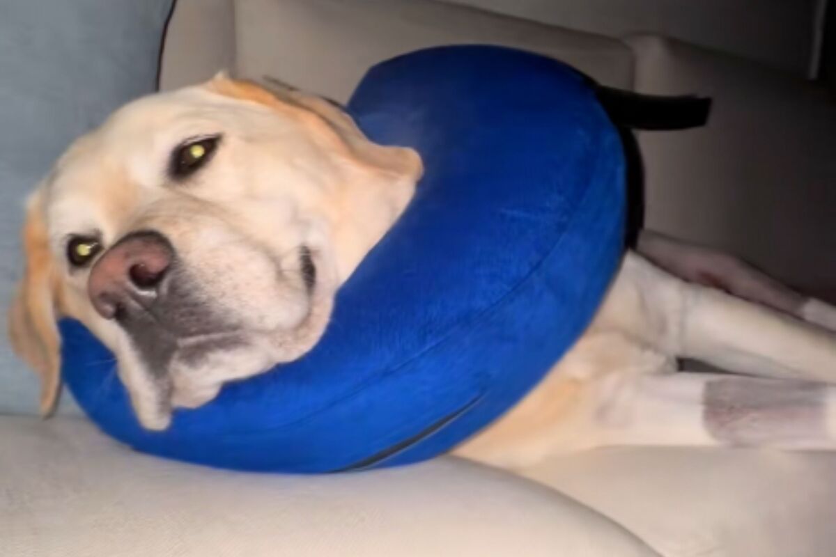  Screenshot from a June 10 TikTok video of an owner discovering her dog sleeping on the couch post-surgery while she was on the floor with her husband. 