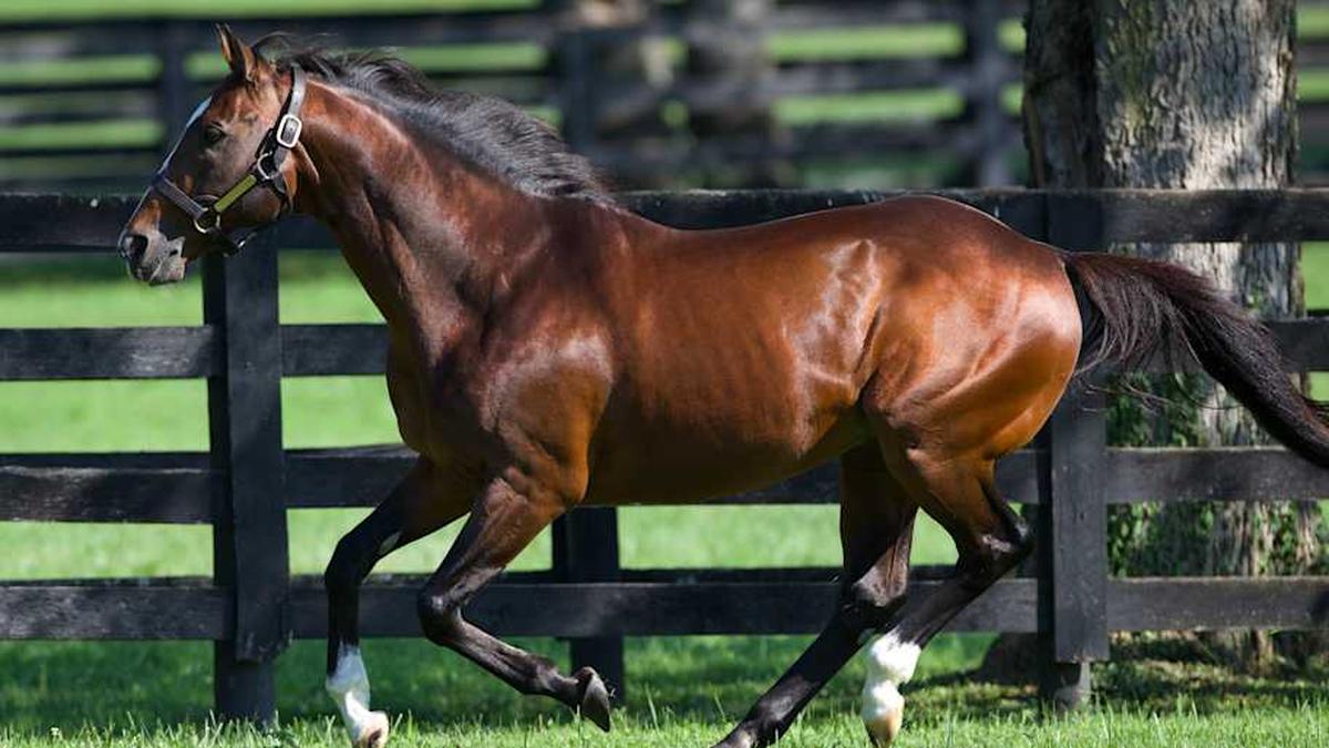  Into Mischief is part of a regal tradition at Spendthrift Farm, which was founded in 1937 and has housed Triple Crown winners like Seattle Slew and Affirmed. | Courtesy of Spendthrift Farm/Equisport 