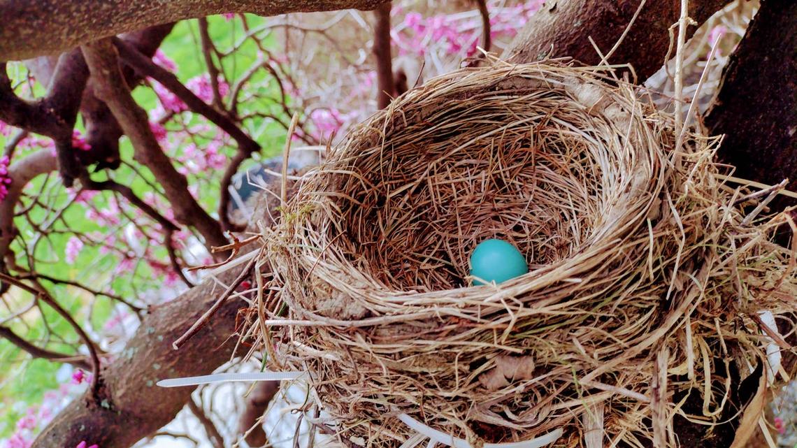Watching This Little Bird Build a Nest Inside a Bird House Is Weirdly Relaxing 