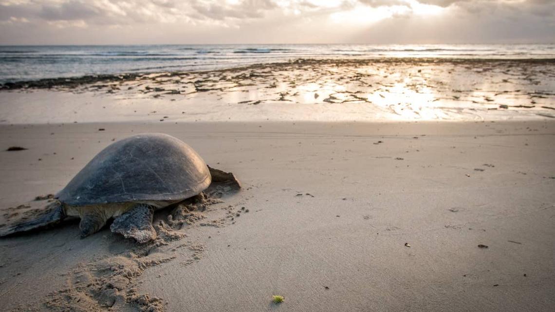 Female Green Sea Turtle on the beach. 
