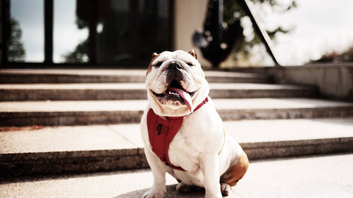 English Bulldog Acts Like He Won the Lottery Every Time He Gets to Run Up the Stairs 