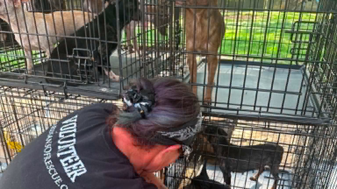 2 facing animal cruelty charges after 200+ dogs found on KY property 
