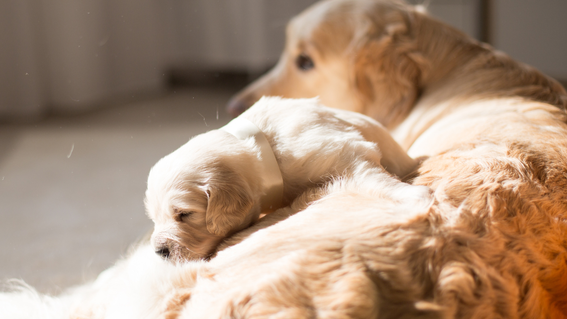 A Golden Retriever Welcomed Four Tiny Puppies, and Fans Can't Believe Their Color 