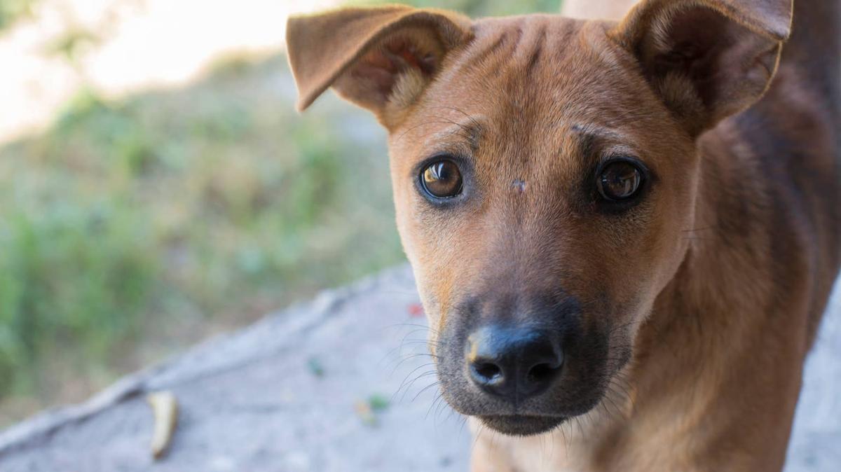 Brown stray puppy outside. 