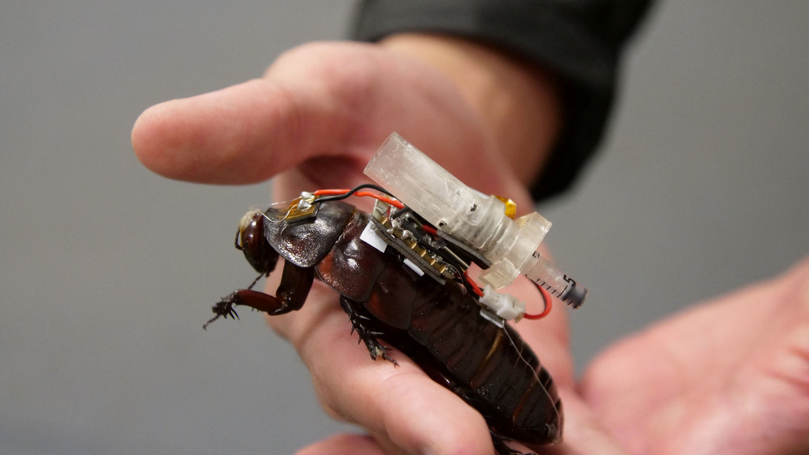 Roaches to the rescue: Australian scientists develop cyborg cockroaches for medical missions 
