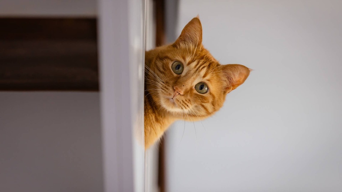 Orange Cat Finds the 'Weirdest Possible Way' to Sit in a Chair and 'Expects to Be Taken Seriously' 