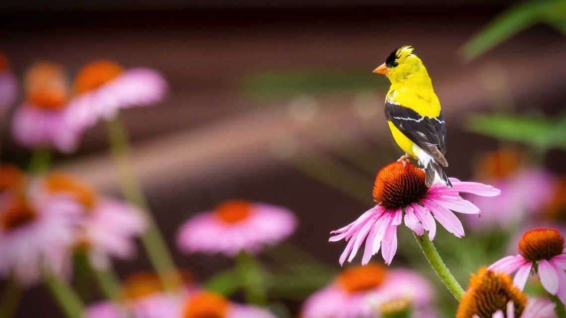 Why Birds Aren't Coming to Your Yard (and How to Fix It)