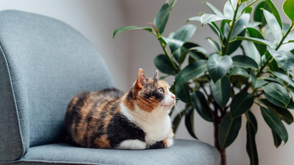 Cat. 
