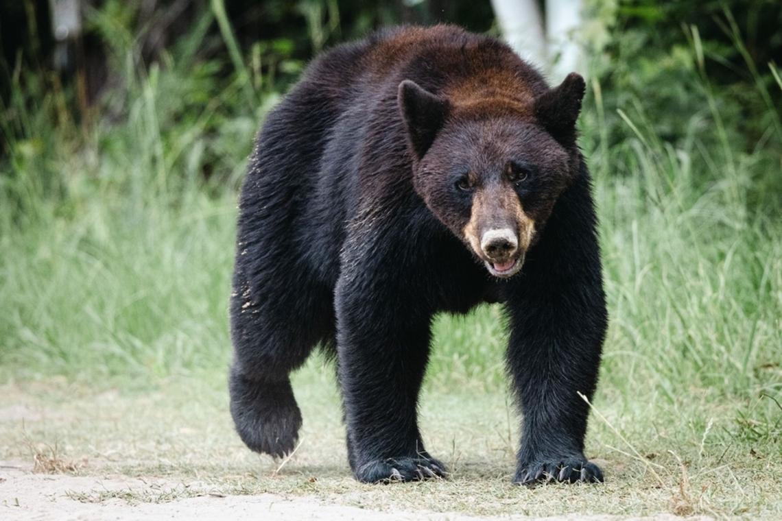 Black bears are emerging from their dens in California.