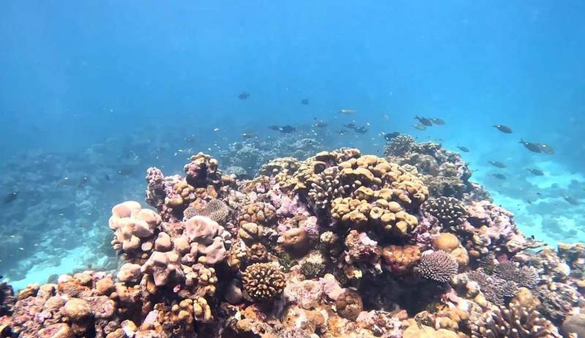  Thriving coral and colorful fish in crystal clear water. Photo credit: Kinga Philipps 