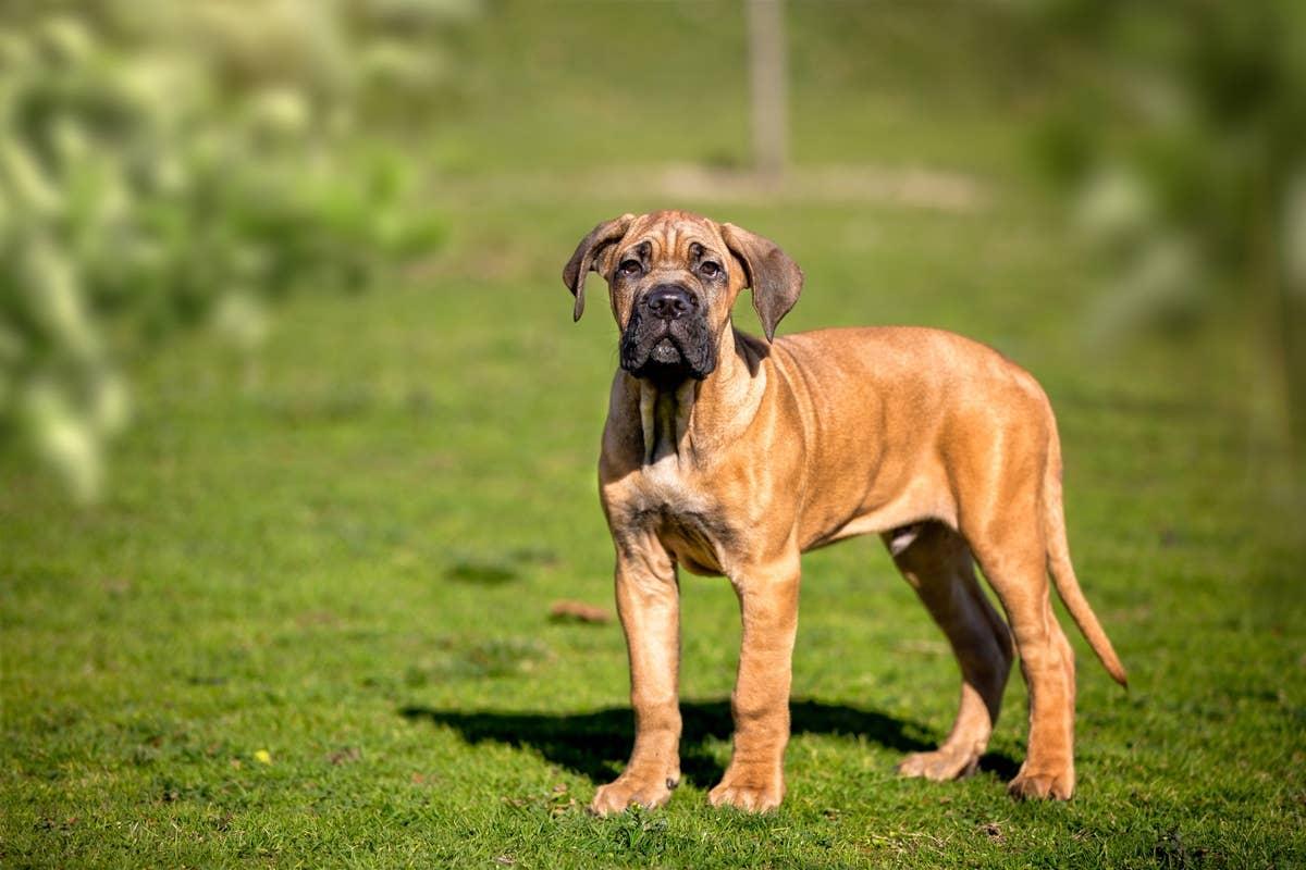  A strong, protective dog, not ideal for first-time owners.