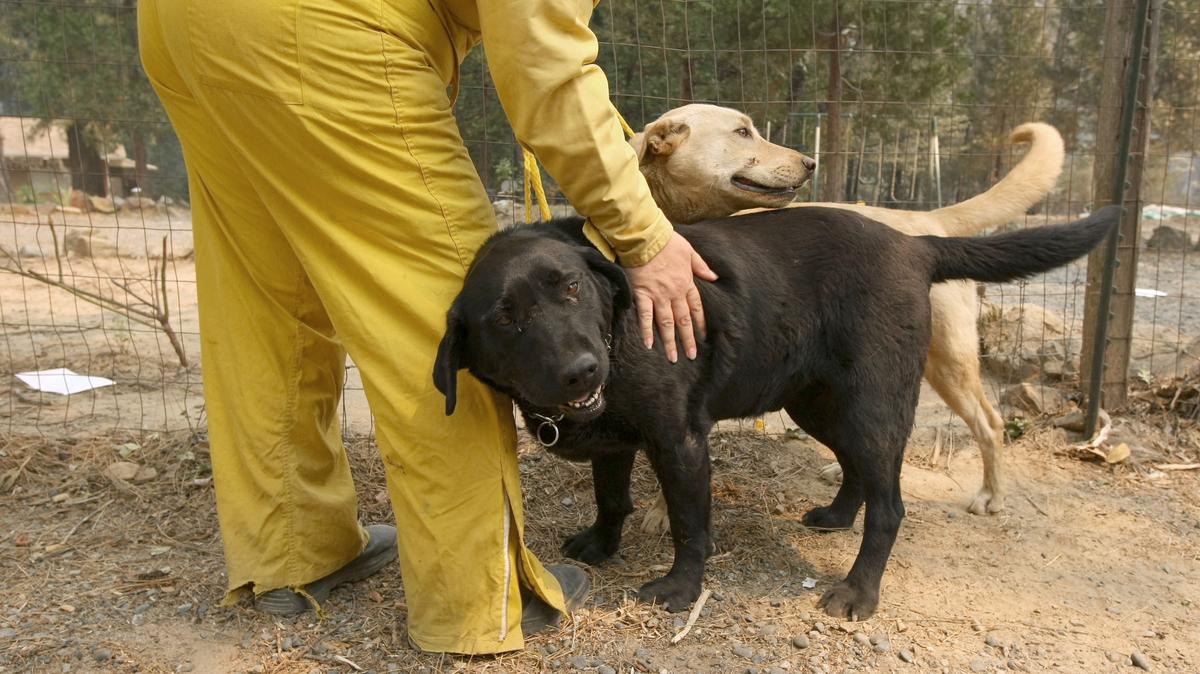 A Sacramento County Animal Control officer pets two abandoned dogs that they recovered from a yard July 10, 2008 in Concow, California. Firefighters continue to battle the Butte Lightning Fire Complex fires that have charred over 49,000 acres, burned 50 buildings, and have prompted the evacuations of close to 10,000 people as the fire threatens the towns of Paradise and Concow, California.  (Justin Sullivan/Getty Images/TNS)