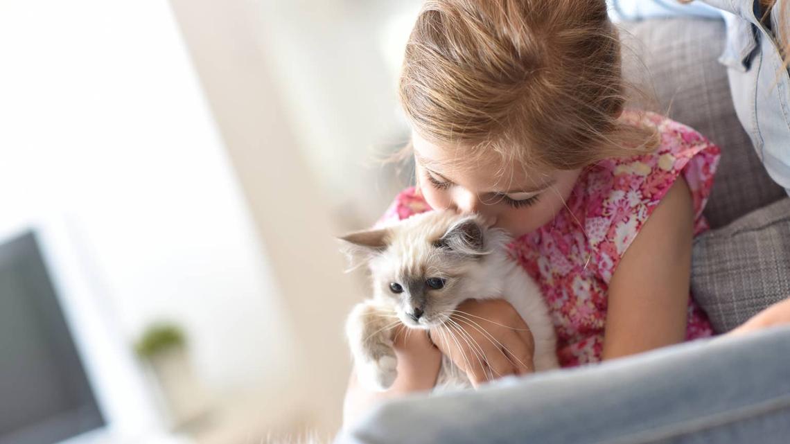 The Best Cat Breeds for Young Kids 