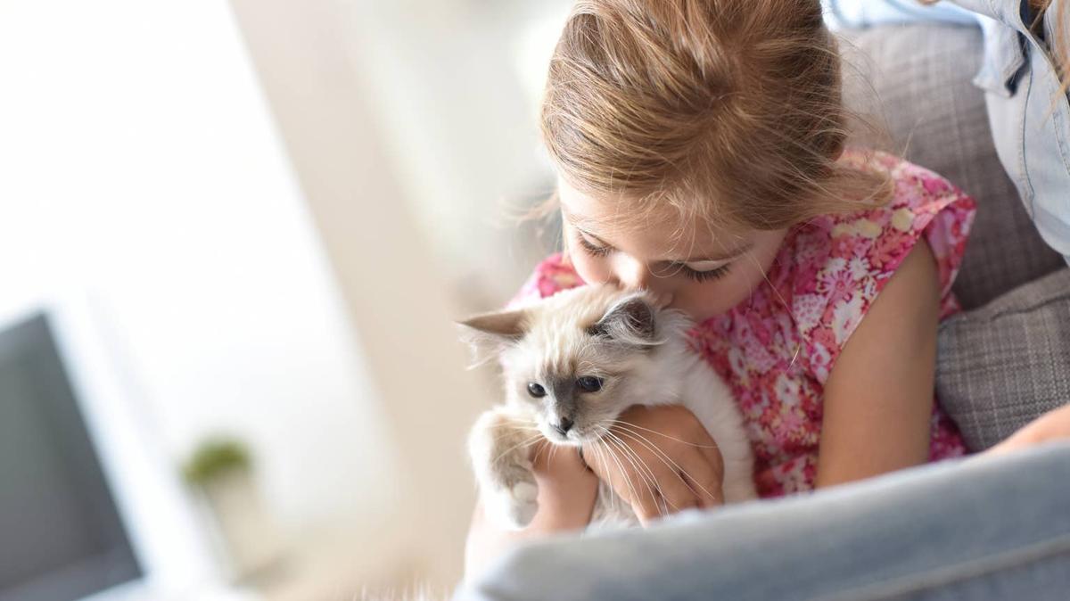 Closeup of little girl cuddling kitten.