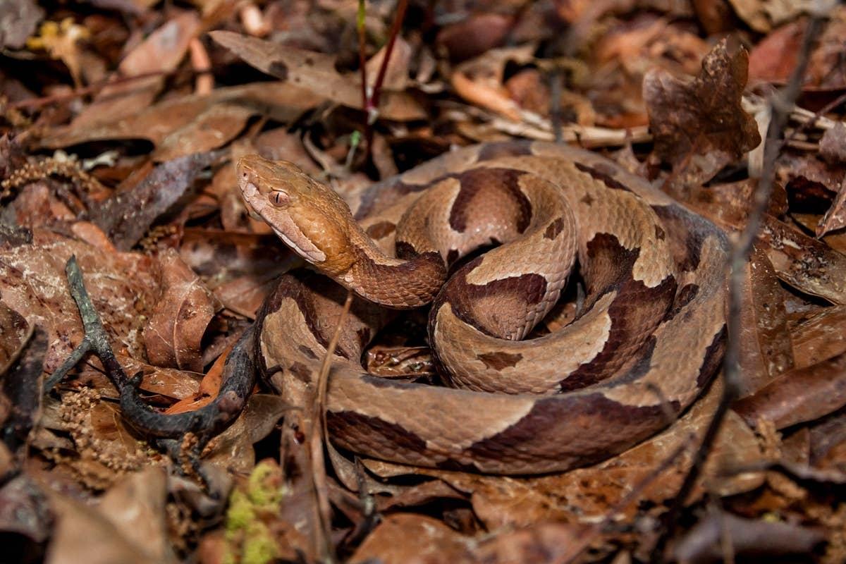  Copperhead sightings occur at De Soto National Forest.