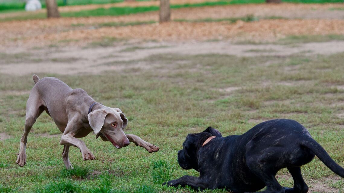 Dog Park Etiquette Mistakes That Could Put Your Pet at Risk 
