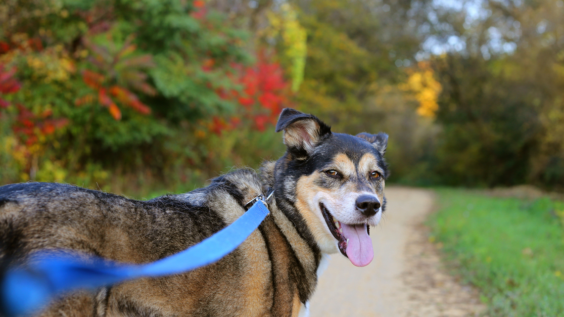 Tips for hiking with your dog