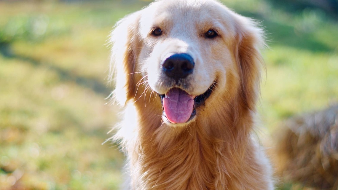 Golden Retriever's Attitude Completely Changes the Minute He Gets to His Grandparents' House 