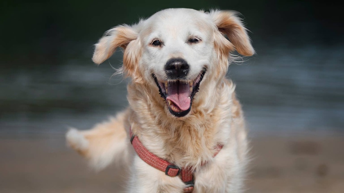 Golden Retriever Lights Up When Mom Says It's Time for Vacation 
