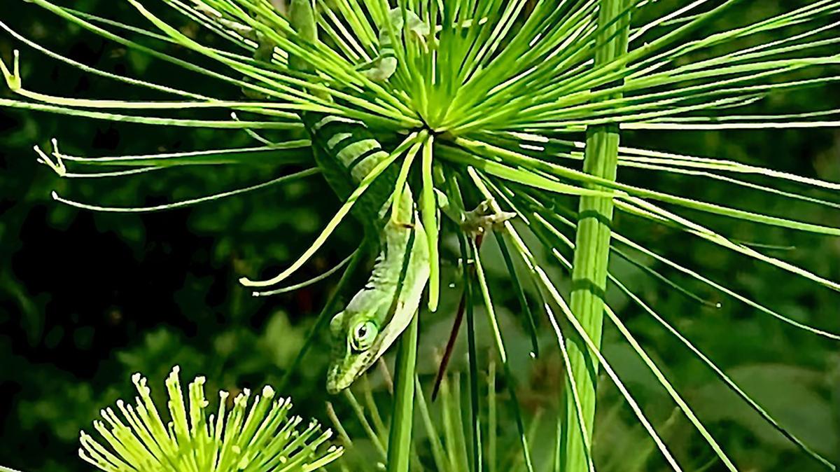 This Green Anole lizard perches in a Queen Tut papyrus tuft of foliage as he hunts for brunch.