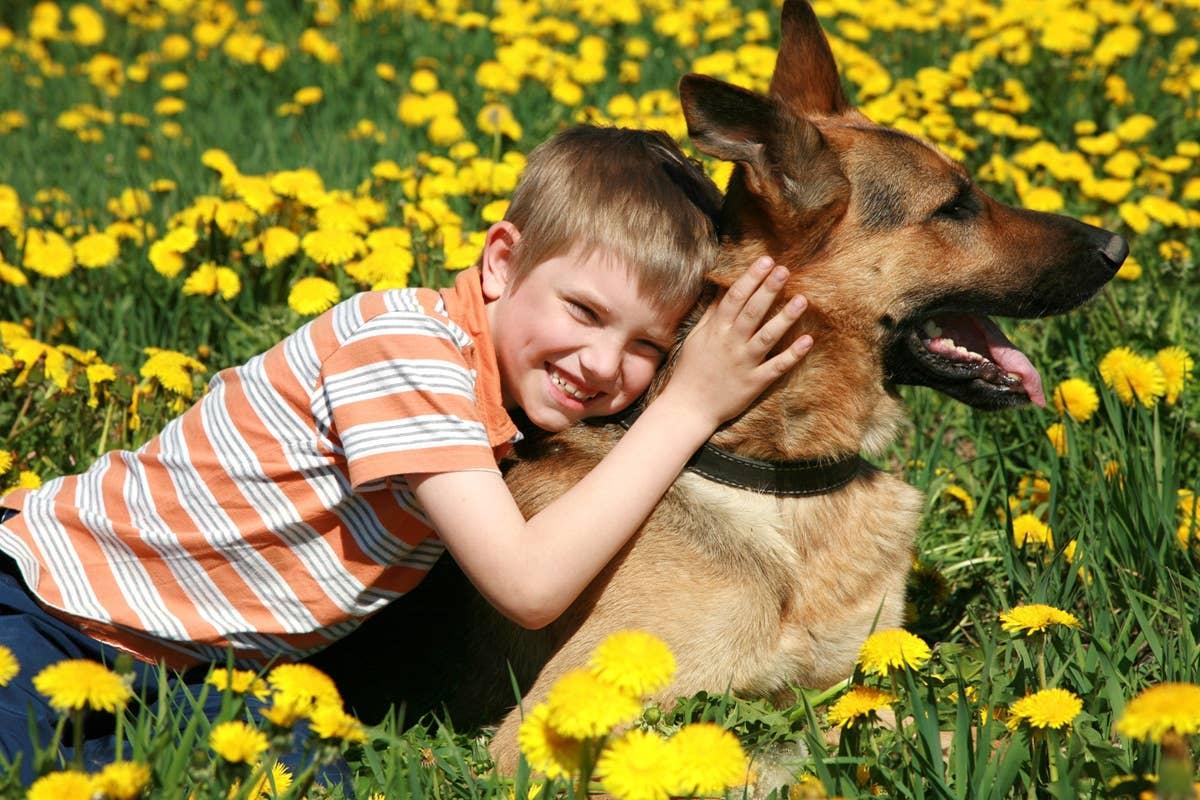  A gentle guard dog breed with a child outside.