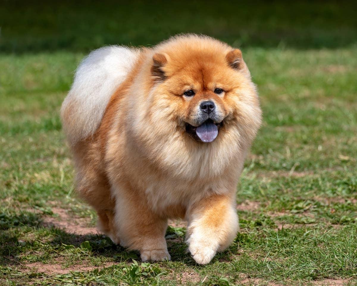  An independent breed known for its aloof personality walking outside.