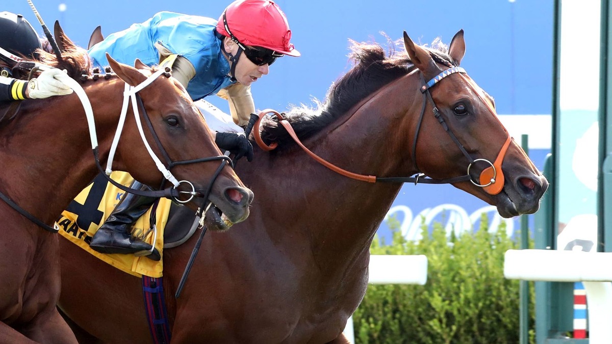 Mint Millions Winner Haatem Possible For Breeders' Cup Mile