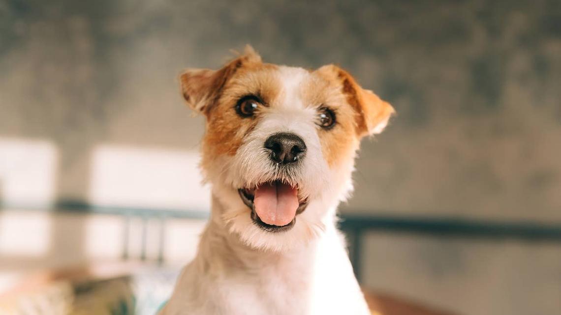 A happy dog running toward a noise it likes.