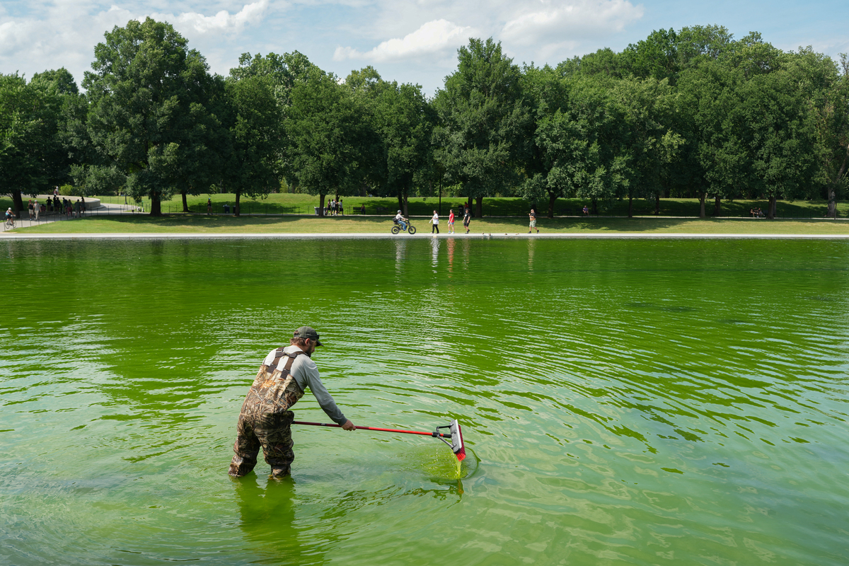  National Park Service workers push algae towards an aeration area in the center of the Lincoln Memorial Reflecting Pool on June 14, 2026. 