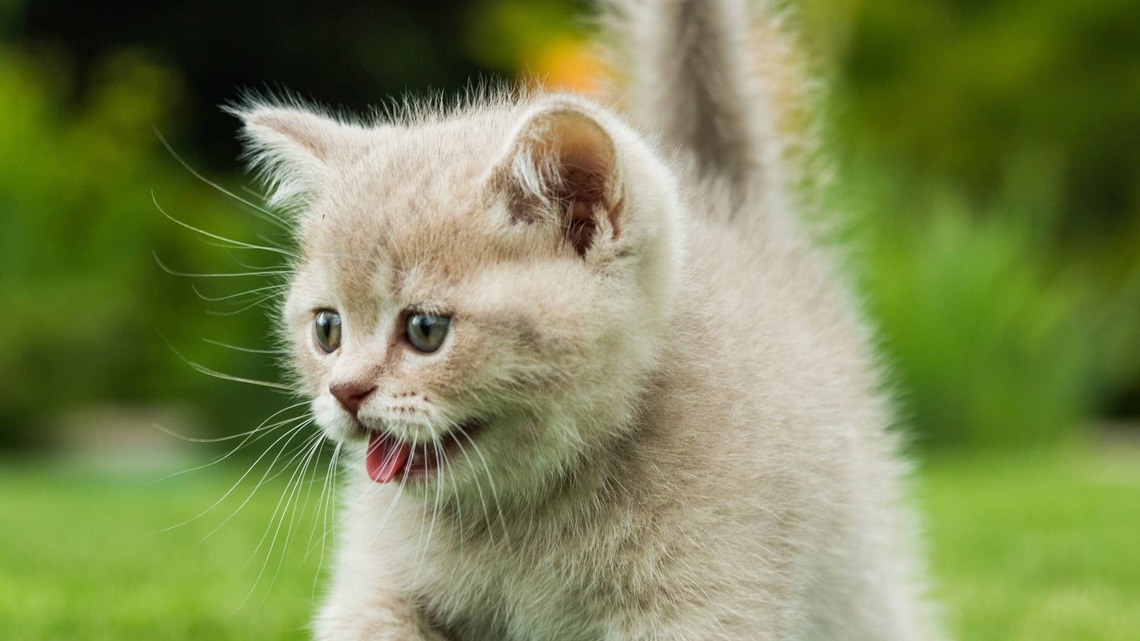 Rescue Kitten Throws Out First Pitch at Baseball Game, and His Paws Steal the Show: 'He's Gonna Be Big' 