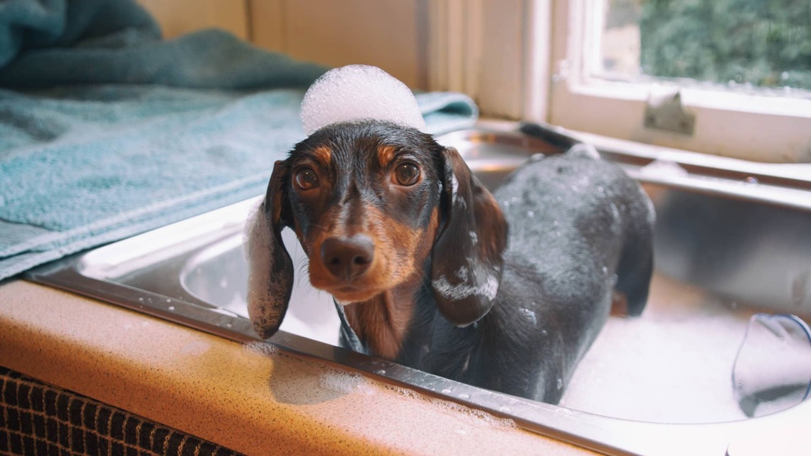 Each of These Dachshunds Has a Favorite Bathtime Ritual, and It's Hilariously Chaotic 