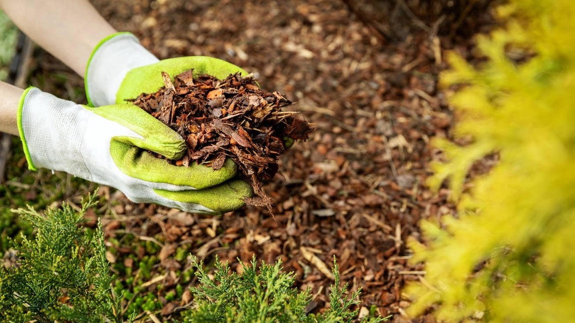 Why the ‘Queen of Mulch' stopped digging and weeding-and how her simple soil trick still saves modern gardens all year round 
