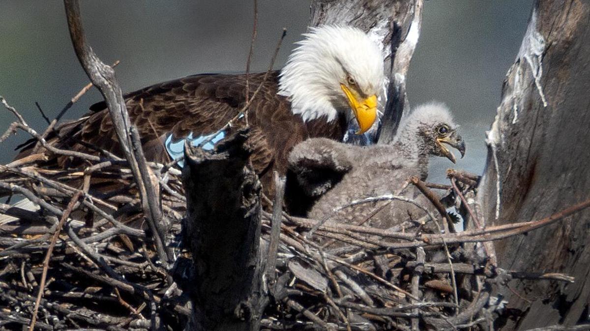 Orange County, CA - March 27: A female bald eagle known as La'i, which has nested in a tree near the Santa Ana River for seven years, tends to her two eaglets that hatched recently in northern Orange County Wednesday, March 27, 2024. La'i was naturally hatched on Santa Rosa Island in 2013 and was banded, or tagged, as a nestling that year. La'i's first breeding took place in 2018 and has had multiple sets of eaglets since. (Allen J. Schaben / Los Angeles Times)