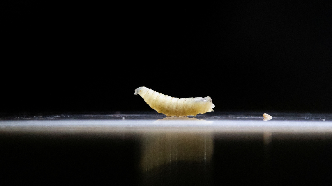 US, Mexico inaugurate sterile fly plant in Chiapas in cross-border screwworm fight 