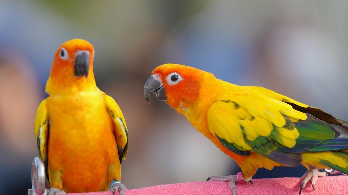 Tiny Parrots Join in on Neighbor's Late-Night Party With the Silliest Dance Moves 