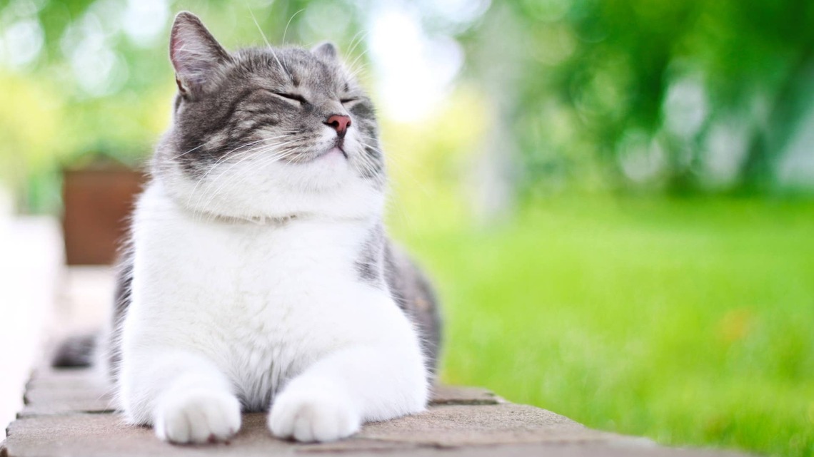 Gorgeous Cat Struts Her Stuff Down The Aisle, Upstaging the Bride