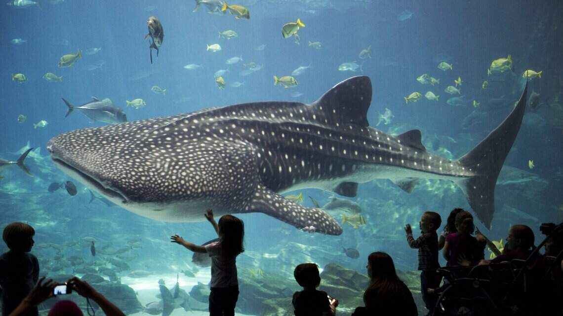 Former Georgia Aquarium expert debunks myths in Shark Week special