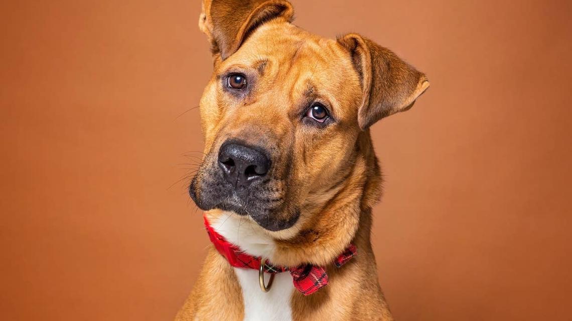 Brown mixed breed dog with orange background.