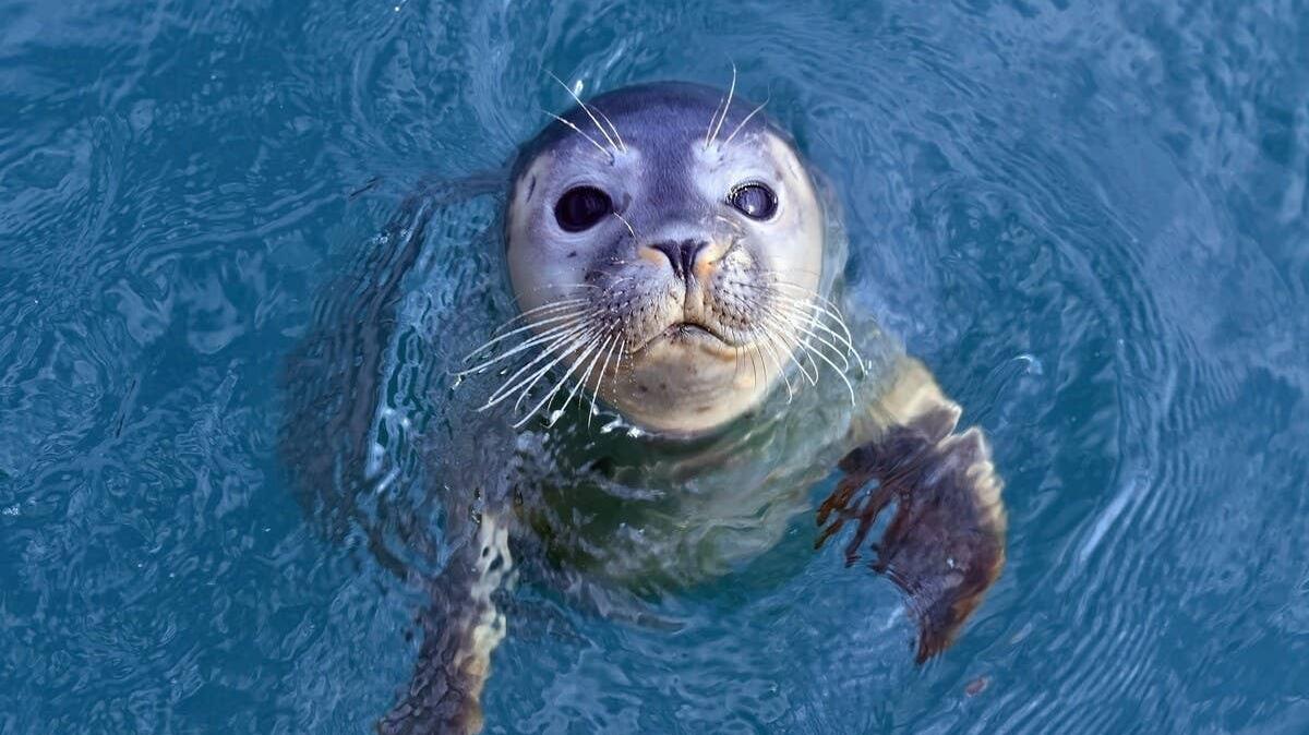 A close-up of a seal in the water. 
