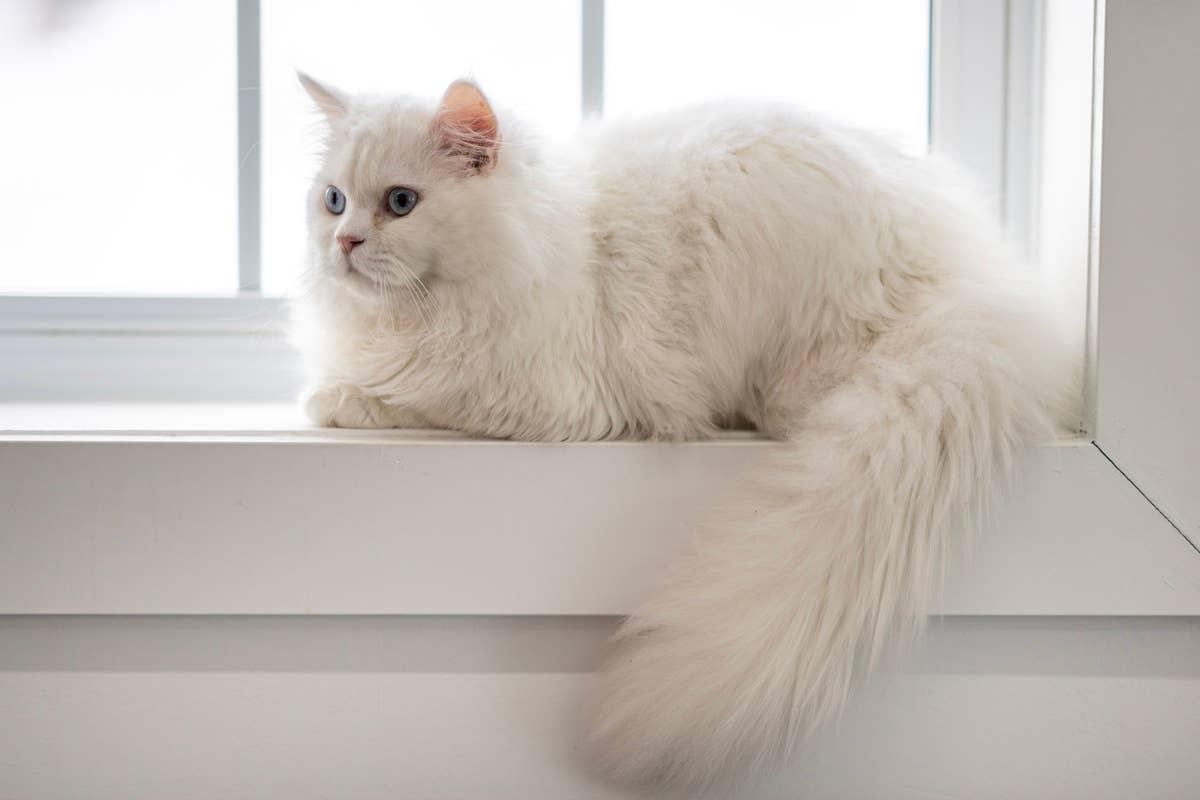  A fluffy White Persian kitten with striking blue eyes lounges on a windowsill.