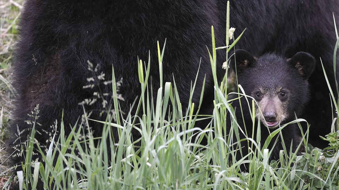 A New Jersey Family Found a Mother Bear and Her Cubs Living Underneath Their House