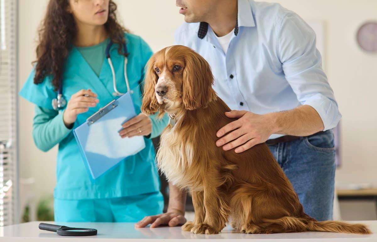  Veterinarian examines dog. 