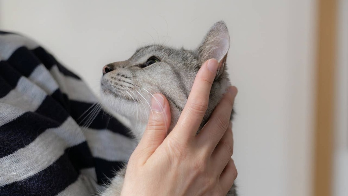 6 Subtle Signs Your Cat Loves Having You Around, Even If They Don't Show It 