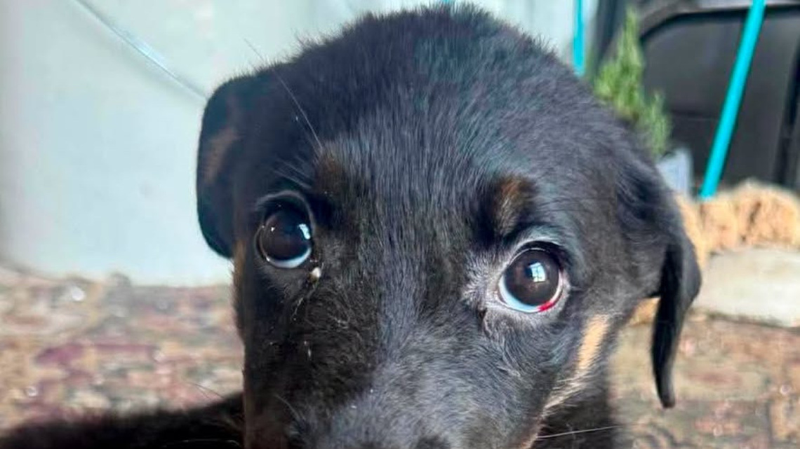 Police investigating after puppy found severely injured in recycling bin 