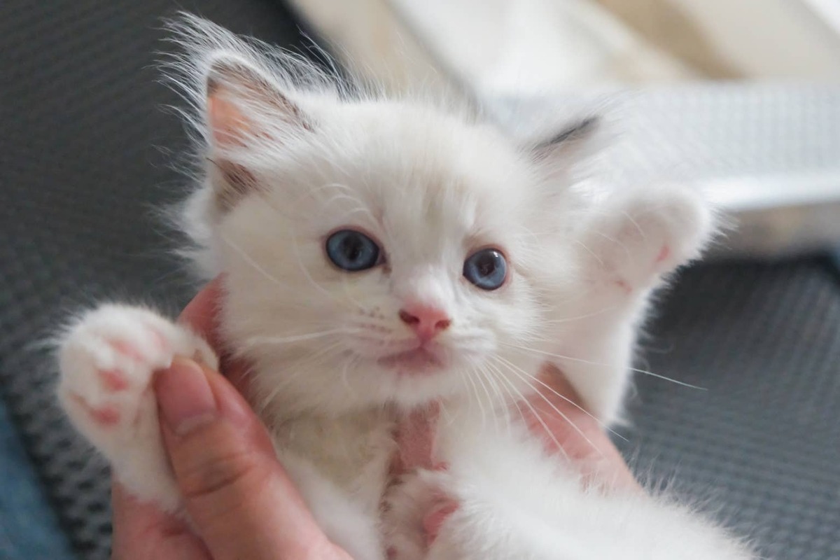  A tiny white kitten held by a person.