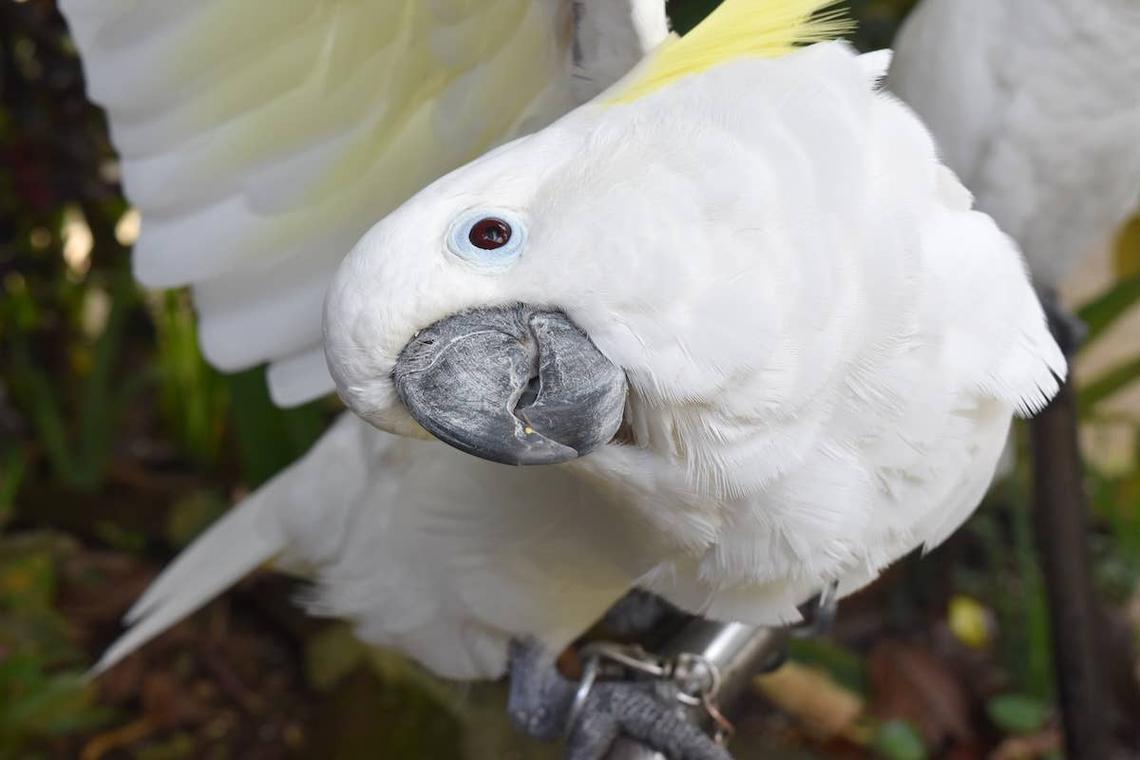  Sulphur-Crested Cockatoo looks up at the camera. 